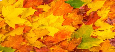 Sonbahar boyama, Sonbahar akçaağaç yaprakları, farklı renkler. Sarı, 