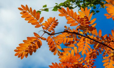 Sonbahar manzara fotoğrafçılığı, tam güzellikte dağ külleri, illum