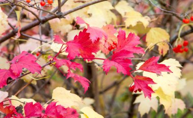 doku, arka plan, desen, sonbahar yaprakları, parlak doymuş co