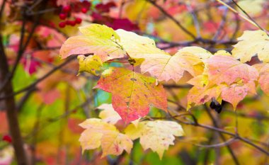 doku, arka plan, desen, sonbahar yaprakları, parlak doymuş co