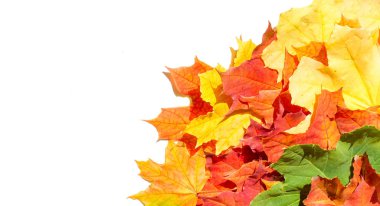 beyaz bir arka plan üzerinde kırmızı ve sarı akçaağaç yaprakları. Ne zaman leav