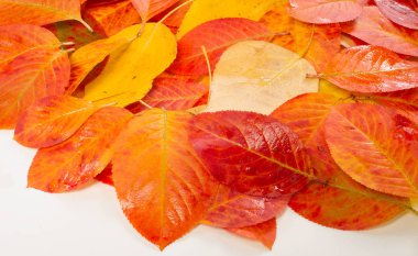 doku, arka plan, desen, sonbahar yaprakları, parlak doymuş co