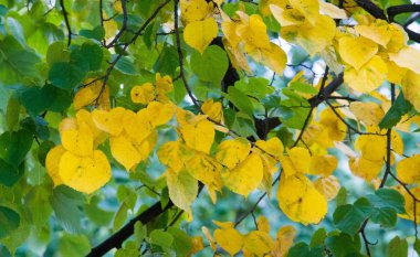 doku, arka plan, desen, sonbahar yaprakları, parlak doymuş co