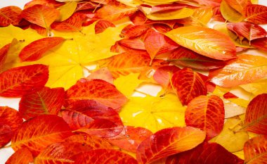 doku, arka plan, desen, sonbahar yaprakları, parlak doymuş co