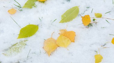 İlk kar, geç sonbahar, sonbahar kar üzerinde bırakır. Kar yağışı