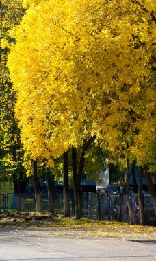 Fotoğrafçılık Sonbahar manzara, Akçaağaç ağacı veya kulplu çalı 