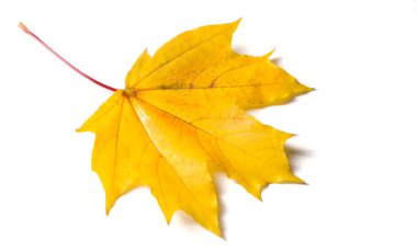 Sonbahar resmi, sonbahar akçaağaç yaprakları, beyaz torba üzerinde yaprak.