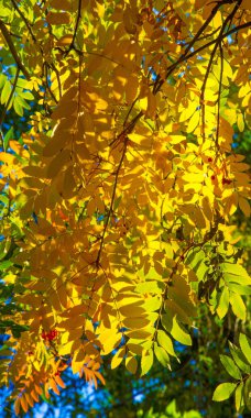 Sonbahar manzara fotoğrafçılığı, tam güzellikte dağ külleri, illum
