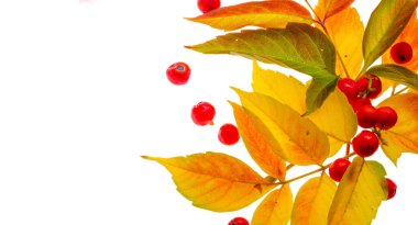 beyaz bir arka plan üzerinde kırmızı ve sarı akçaağaç yaprakları. Ne zaman leav