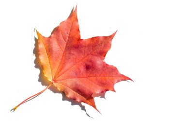 beyaz bir arka plan üzerinde kırmızı ve sarı akçaağaç yaprakları. Ne zaman leav