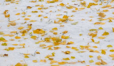 Sezonun ilk karını gece boyunca aldık.