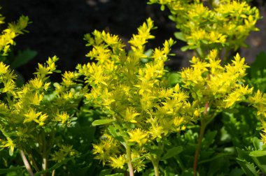 Sedum telephium, genellikle Hylotelephium telephium, orpine, I