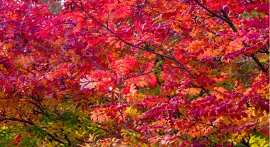Sonbahar manzara fotoğrafçılığı, tam güzellikte dağ külleri, illum