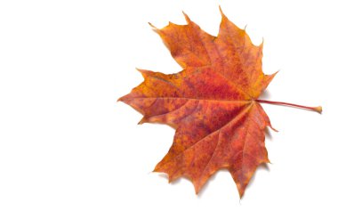 Doku arka planı, desen. Sonbahar renkli akçaağaç yaprakları. Akçaağaç