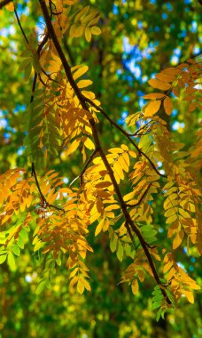 Sonbahar manzara fotoğrafçılığı, tam güzellikte dağ külleri, illum