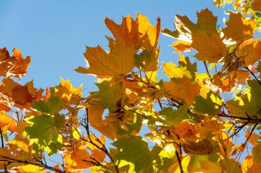 Sonbahar manzara, mavi gökyüzü arka plan ile Sonbahar yaprakları, Ye