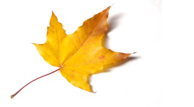 Doku arka planı, desen. Sonbahar renkli akçaağaç yaprakları. Akçaağaç