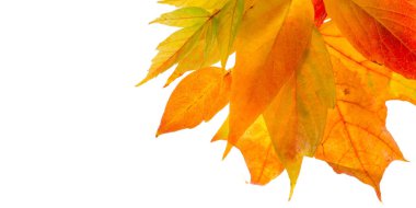 beyaz bir arka plan üzerinde kırmızı ve sarı akçaağaç yaprakları. Ne zaman leav