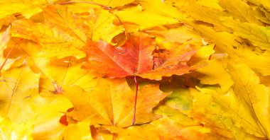 Sonbahar boyama, Sonbahar akçaağaç yaprakları, farklı renkler. Sarı, 