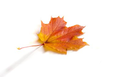 Sonbahar resmi, sonbahar akçaağaç yaprakları, beyaz torba üzerinde yaprak.