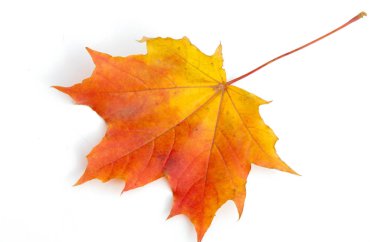 Doku arka planı, desen. Sonbahar renkli akçaağaç yaprakları. Akçaağaç