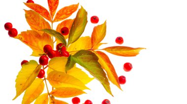 beyaz bir arka plan üzerinde kırmızı ve sarı akçaağaç yaprakları. Ne zaman leav