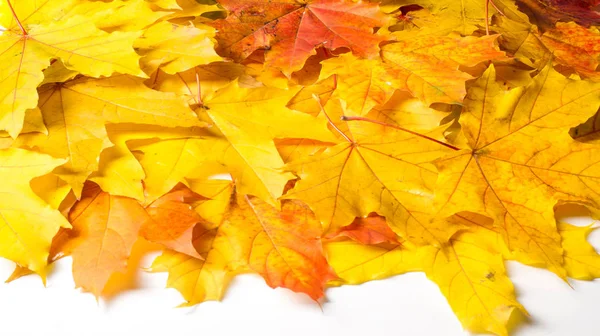 秋画，秋枫叶，不同颜色。黄色, — 图库照片