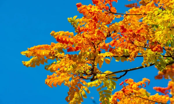 Otoño paisaje fotografía, ceniza de montaña en plena belleza, illum —  Fotos de Stock