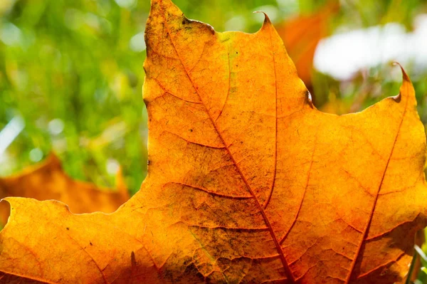 Fotografía de otoño, hojas rojo-amarillas en el césped. Esta belleza-f — Foto de Stock