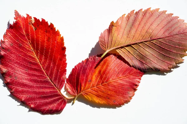 Folhas de bordo vermelhas e amarelas sobre um fundo branco. Quando o saque — Fotografia de Stock