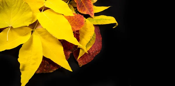 Φθινόπωρο φωτογραφία, φύλλα σφενδάμου σε μαύρο φόντο, τόπος fo — Φωτογραφία Αρχείου