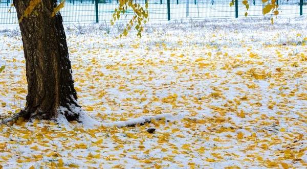 Το πρώτο χιόνι, τα τέλη του φθινοπώρου, τα φθινοπωρινά φύλλα στο χιόνι. Χιονόπτωση — Φωτογραφία Αρχείου