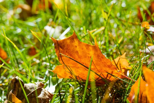 Autumn photography, red-yellow leaves on the lawn. This beauty-f — Stock Photo, Image