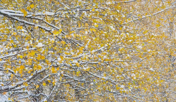 Wir bekamen den ersten Schnee der Saison in der Nacht und staubten — Stockfoto