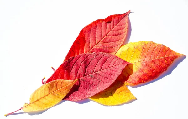 Červené a žluté javorový listy na bílém podkladu. Když nehte — Stock fotografie