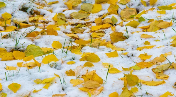 初雪，深秋，秋叶在雪上。降雪 — 图库照片