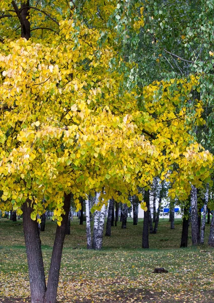 写真の秋の風景、カエデの木や低木とローブ — ストック写真