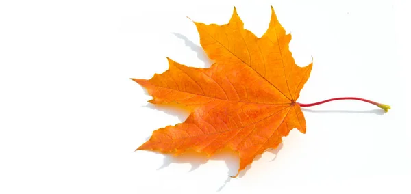 Текстура тла, візерунок. Осіннє різнокольорове кленове листя. Мейпл — стокове фото