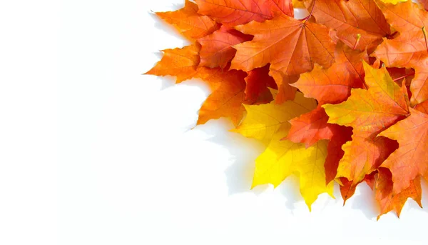 Textura de fondo, patrón. Hojas de arce colorido otoño. Arce — Foto de Stock