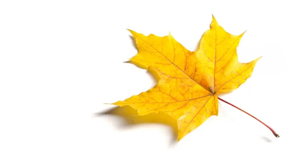 Pintura do outono, folhas de bordo do outono, folha solitária no bac branco — Fotografia de Stock