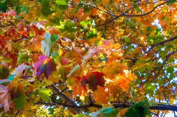 Herbst Landschaft, Herbst Blätter mit blauem Himmel Hintergrund, ye — Stockfoto