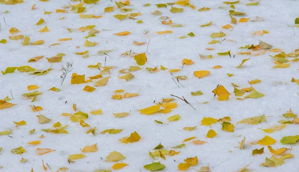 Abbiamo avuto la nostra prima neve della stagione durante la notte, spolverando in — Foto Stock