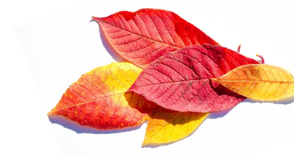 Hojas de arce rojo y amarillo sobre un fondo blanco. Cuando la hoja — Foto de Stock