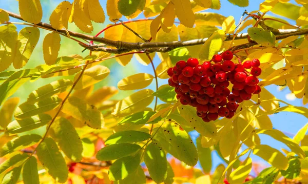 Herbstlandschaftsfotografie, Eberesche in voller Schönheit, illum — Stockfoto