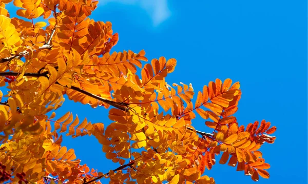 Осенняя пейзажная фотография, горный пепел в полной красоте, подсветка — стоковое фото
