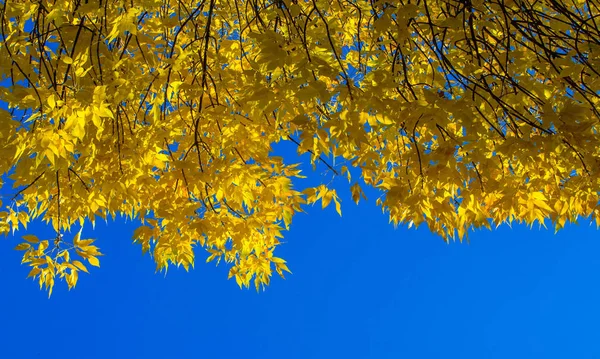 Herbstlandschaft der Fotografie, Ahornbaum oder Strauch mit gelappten — Stockfoto