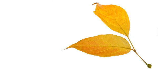 Hojas de arce rojo y amarillo sobre un fondo blanco. Cuando la hoja — Foto de Stock