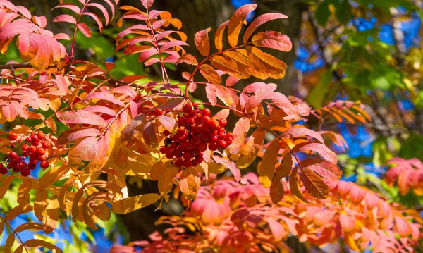 Otoño paisaje fotografía, ceniza de montaña en plena belleza, illum — Foto de Stock