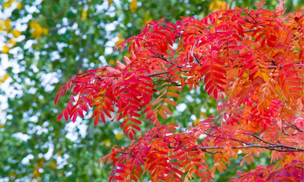 Herbstlandschaftsfotografie, Eberesche in voller Schönheit, illum — Stockfoto