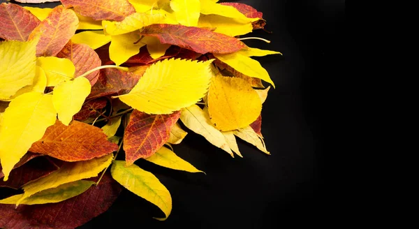 Autumn photography, maple leaves on a black background, place fo — Stock Photo, Image